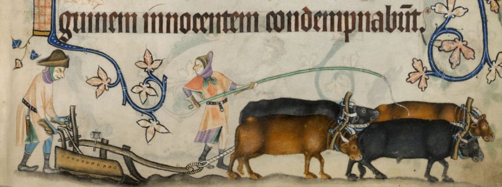 Farmers and oxen pulling a plow in medieval England
